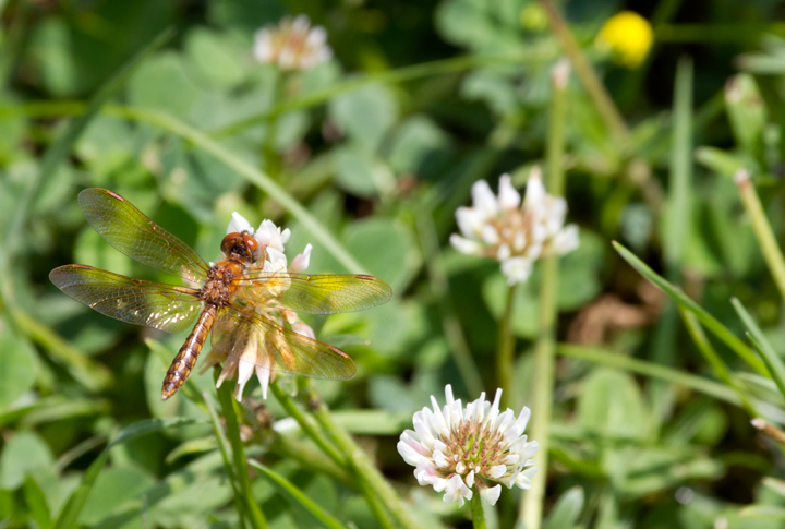 The first Eastern Amberwing of the year at Fort Smallwood (5/16/2012) - on White Clover. Photo by Bill Hubick.