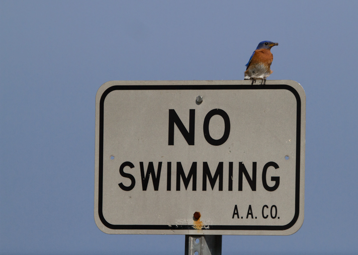 An Eastern Bluebird at Fort Smallwood Park, Maryland (5/3/2012). Photo by Bill Hubick.