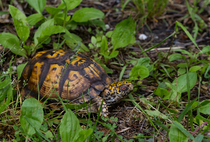 An Eastern Box Turtle in Anne Arundel Co., Maryland (5/15/2012). Photo by Bill Hubick.