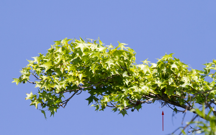 An Eastern Kingbird building a nest at Fort Smallwood, Maryland Photo by Bill Hubick.