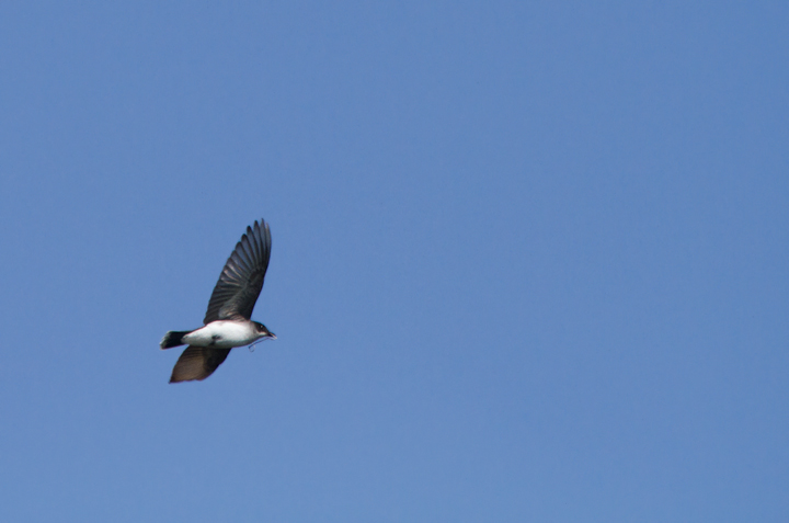 An Eastern Kingbird building a nest at Fort Smallwood, Maryland Photo by Bill Hubick.