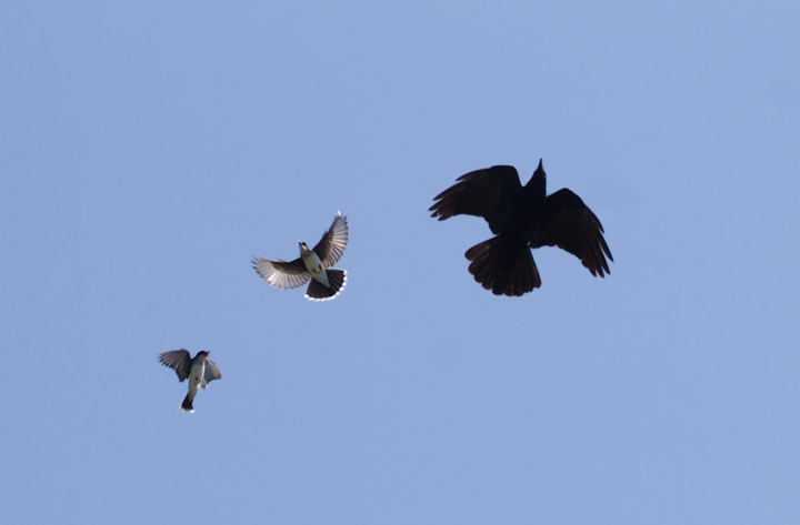 Eastern Kingbirds mobbing a Fish Crow at Fort Smallwood, Maryland (5/18/2012). Photo by Bill Hubick.