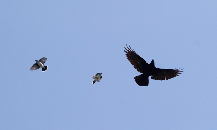 Eastern Kingbirds mobbing a Fish Crow at Fort Smallwood, Maryland (5/18/2012). Photo by Bill Hubick.