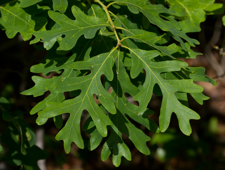 Eastern White Oak in Anne Arundel Co., Maryland (5/18/2012). Photo by Bill Hubick.
