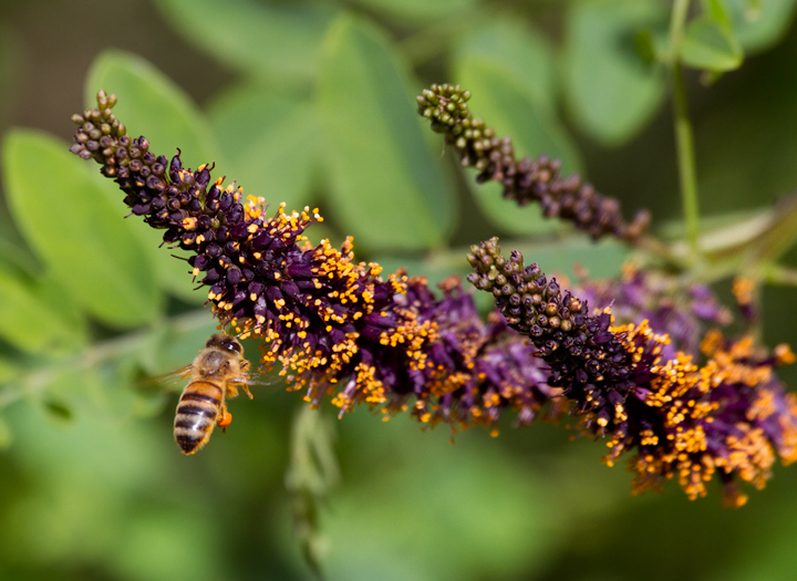European Honey Bees (<em>Apis mellifera</em>) on False Indigo Bush at Fort Smallwood Park, Maryland (5/15/2012). Photo by Bill Hubick.