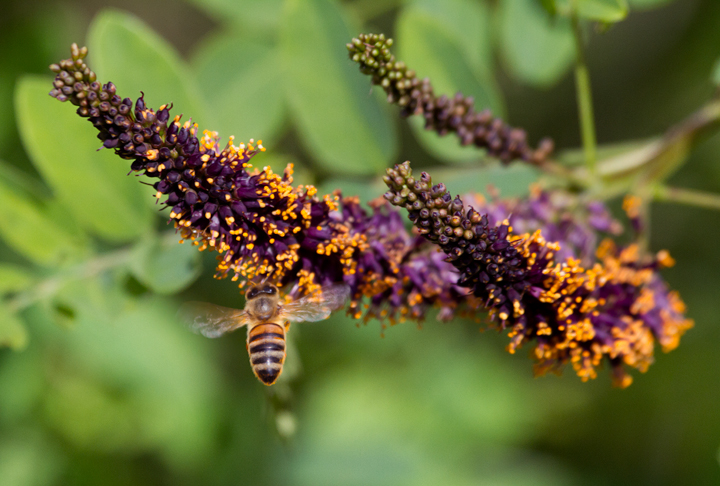 European Honey Bees (<em>Apis mellifera</em>) on False Indigo Bush at Fort Smallwood Park, Maryland (5/15/2012). Photo by Bill Hubick.