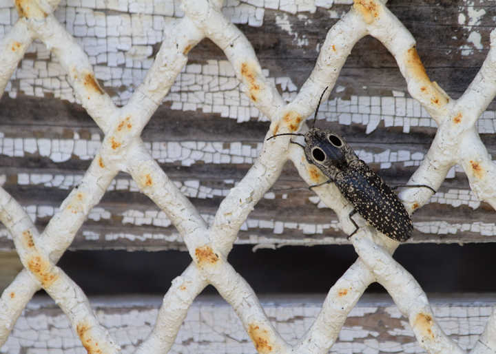 An Eyed Elator, a large click beetle, at Fort Smallwood, Maryland (5/13/2012). Photo by Bill Hubick.