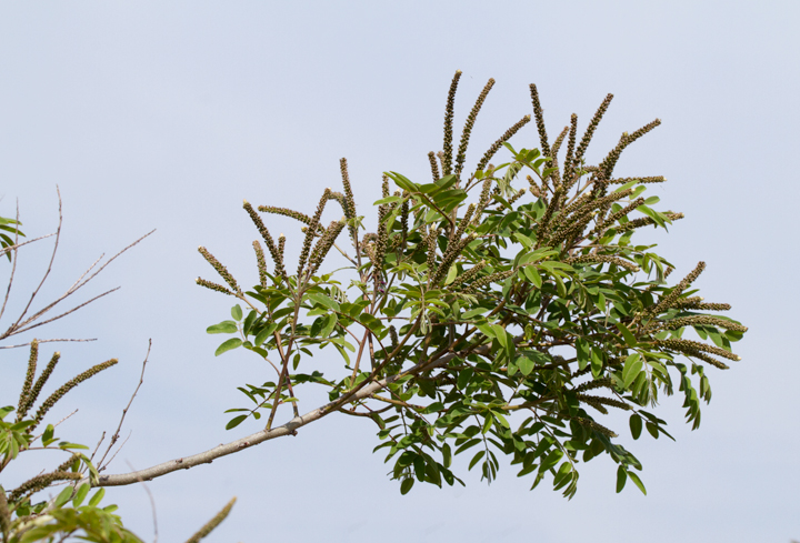 False Indigo Bush at Fort Smallwood Park, Maryland (5/5/2012). Photo by Bill Hubick.