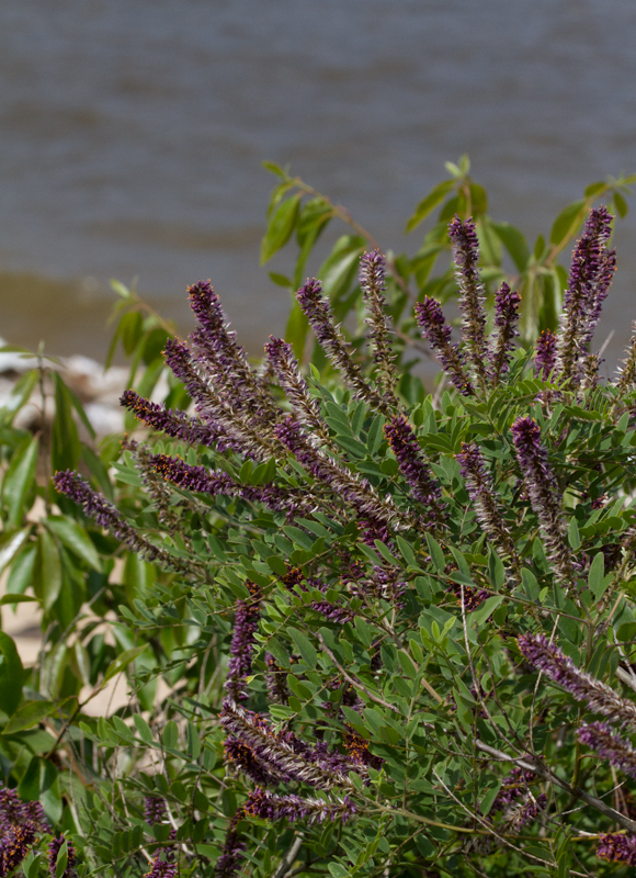 False Indigo Bush, or Leadplant, at Fort Smallwood Park, Maryland (5/5/2012 and 5/14/2012). Photo by Bill Hubick.