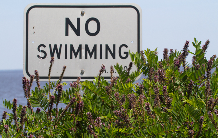 False Indigo Bush, or Lead Plant, at Fort Smallwood, Maryland (5/19/2012). Photo by Bill Hubick.