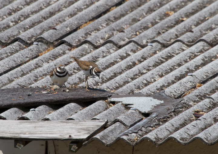 A pair of Killdeer hand off nest-tending responsibilities at Fort Smallwood, Maryland (5/14/2012). Photo by Bill Hubick.