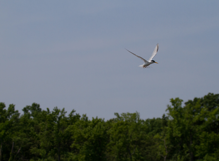 A Least Tern at Fort Smallwood, Maryland (5/16/2012). Photo by Bill Hubick.