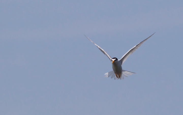 A Least Tern fishing over the pond at Fort Smallwood, Maryland (5/17/2012). Photo by Bill Hubick.