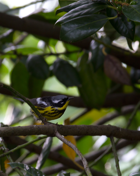 A male Magnolia Warbler passing through our yard in Pasadena, Maryland (5/5/2012). Photo by Bill Hubick.