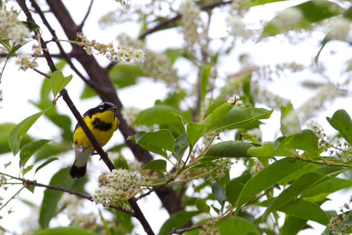 A male Magnolia Warbler passing through our yard in Pasadena, Maryland (5/5/2012). Photo by Bill Hubick.