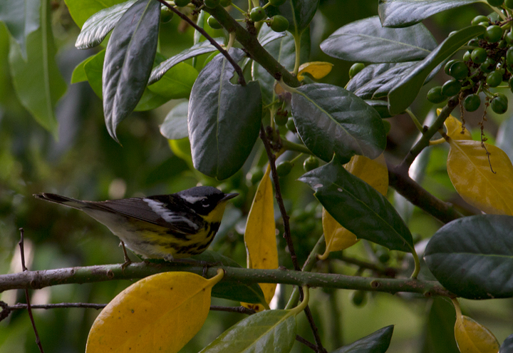 A male Magnolia Warbler passing through our yard in Pasadena, Maryland (5/5/2012). Photo by Bill Hubick.