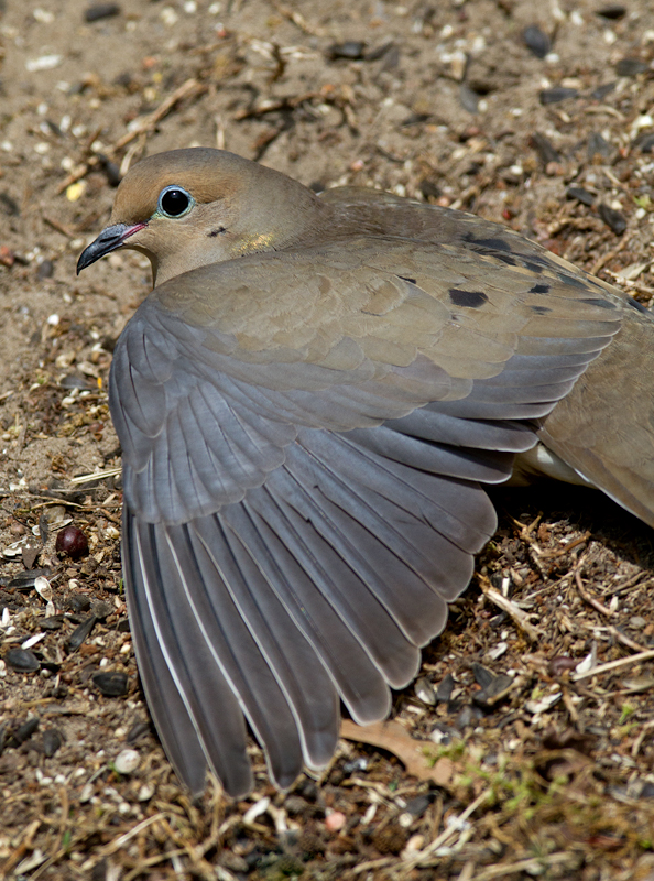 A Mourning Dove showing off in our yard in Pasadena, Maryland (5/3/2012). Photo by Bill Hubick.