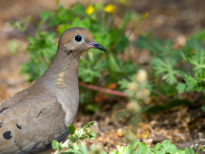A Mourning Dove showing off in our yard in Pasadena, Maryland (5/3/2012). Photo by Bill Hubick.