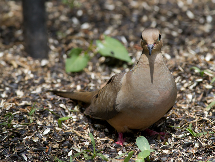 A Mourning Dove showing off in our yard in Pasadena, Maryland (5/3/2012). Photo by Bill Hubick.