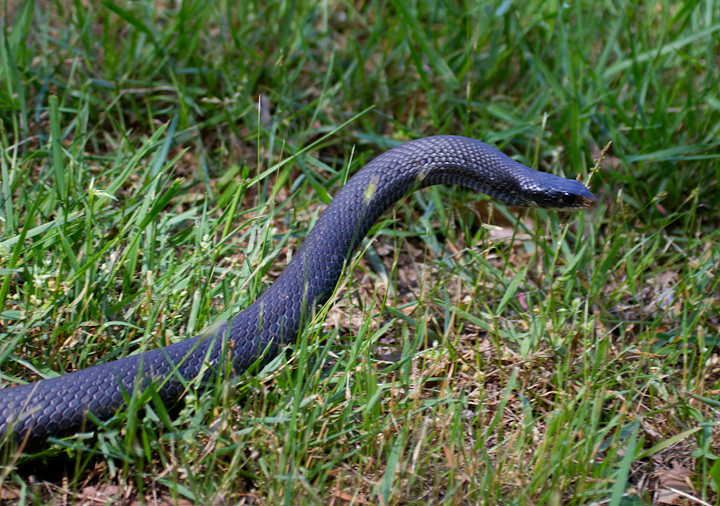 A Northern Black Racer at Fort Smallwood Park, Maryland (5/3/2012). Photo by Bill Hubick.