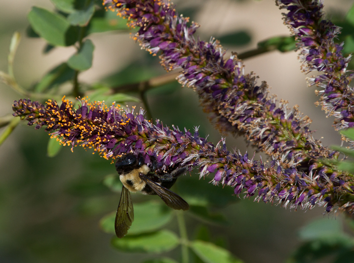 A Northern Carpenter Bee on False Indigo Bush at Fort Smallwood, Maryland (5/15/2012). Photo by Bill Hubick.