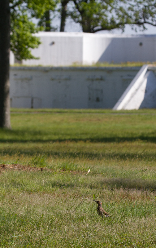 A Yellow-shafted Flicker at Fort Smallwood Park, Maryland (5/12/2012). This species spends a great deal of time on the ground, where it specializes in feeding on ants. Photo by Bill Hubick.