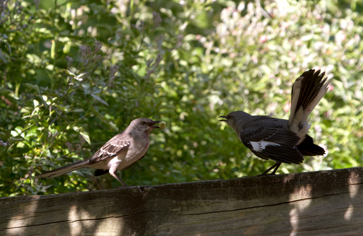 Northern Mockingbirds with fledged young in Anne Arundel Co., Maryland (5/18/2012). Note the staining from a balanced diet including ripe berries. Photo by Bill Hubick.
