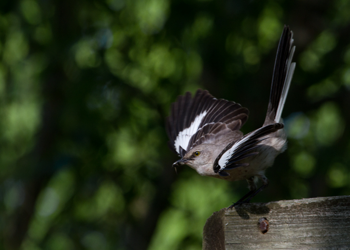 Northern Mockingbirds with fledged young in Anne Arundel Co., Maryland (5/18/2012). Note the staining from a balanced diet including ripe berries. Photo by Bill Hubick.
