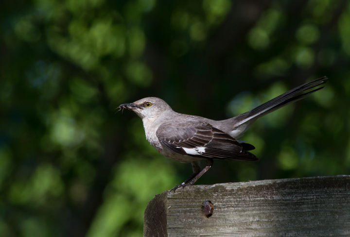 Northern Mockingbirds with fledged young in Anne Arundel Co., Maryland (5/18/2012). Note the staining from a balanced diet including ripe berries. Photo by Bill Hubick.