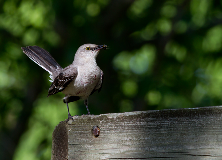 Northern Mockingbirds with fledged young in Anne Arundel Co., Maryland (5/18/2012). Note the staining from a balanced diet including ripe berries. Photo by Bill Hubick.