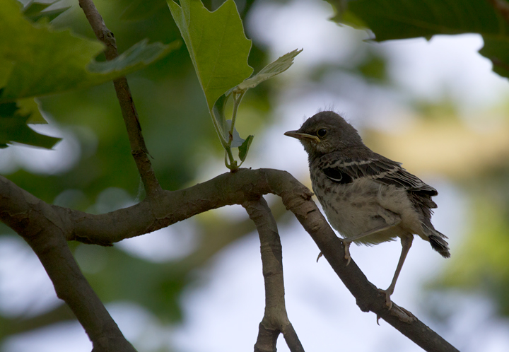 Northern Mockingbirds with fledged young in Anne Arundel Co., Maryland (5/18/2012). Note the staining from a balanced diet including ripe berries. Photo by Bill Hubick.