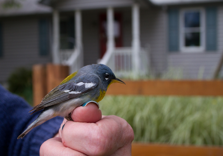 A male Northern Parula that was rehabilitated after bouncing off a Severna Park business (5/9/2012). Photo by Bill Hubick.