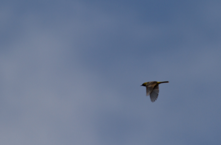 An immature male Orchard Oriole in flight at Fort Smallwood, Maryland (5/12/2012). Photo by Bill Hubick.