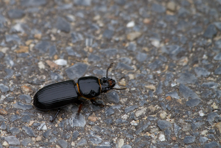 A Patent Leather Beetle at Fort Smallwood, Maryland (5/13/2012). While encouraging the beetle to finish crossing the road, I noticed its tiny vocalizations and promptly began recording them. Perhaps the new nerdiest thing I have ever done! Photo by Bill Hubick.