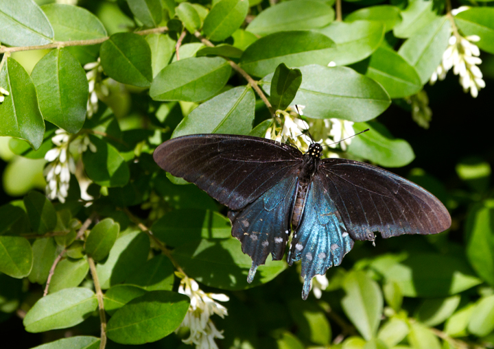 A male Pipevine Swallowtail - uncommon locally - at Downs Park, Maryland (5/18/2012). Photo by Bill Hubick.