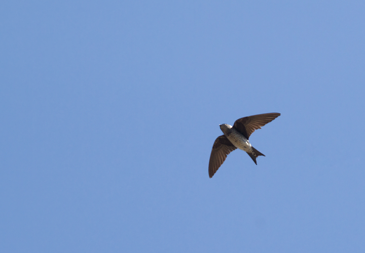 A female Purple Martin in flight over Fort Smallwood, Maryland (5/19/2012). Photo by Bill Hubick.