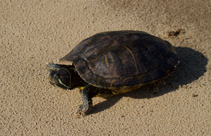 A very large (8-inch-plus) Red-eared Turtle at Fort Smallwood Park, Maryland (5/10/2012). I spotted this turtle crossing the trail near the hawk watch and watched as it went down to the beach and swan out on the Bay. Whether this is habitual behavior or active dispersal, it's very interesting. This species is introduced but now firmly established in Maryland. Photo by Bill Hubick.