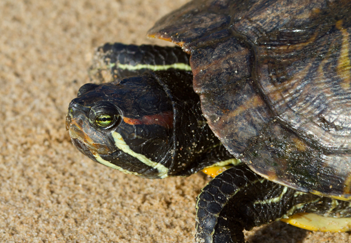 A very large (8-inch-plus) Red-eared Turtle at Fort Smallwood Park, Maryland (5/10/2012). I spotted this turtle crossing the trail near the hawk watch and watched as it went down to the beach and swan out on the Bay. Whether this is habitual behavior or active dispersal, it's very interesting. This species is introduced but now firmly established in Maryland. Photo by Bill Hubick.