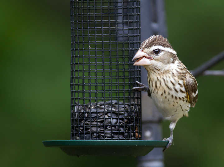 A female Rose-breasted Grosbeak stopping over in our Pasadena, Maryland yard (5/9/2012). Photo by Bill Hubick.