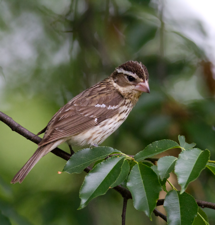 A female Rose-breasted Grosbeak stopping over in our Pasadena, Maryland yard (5/9/2012). Photo by Bill Hubick.