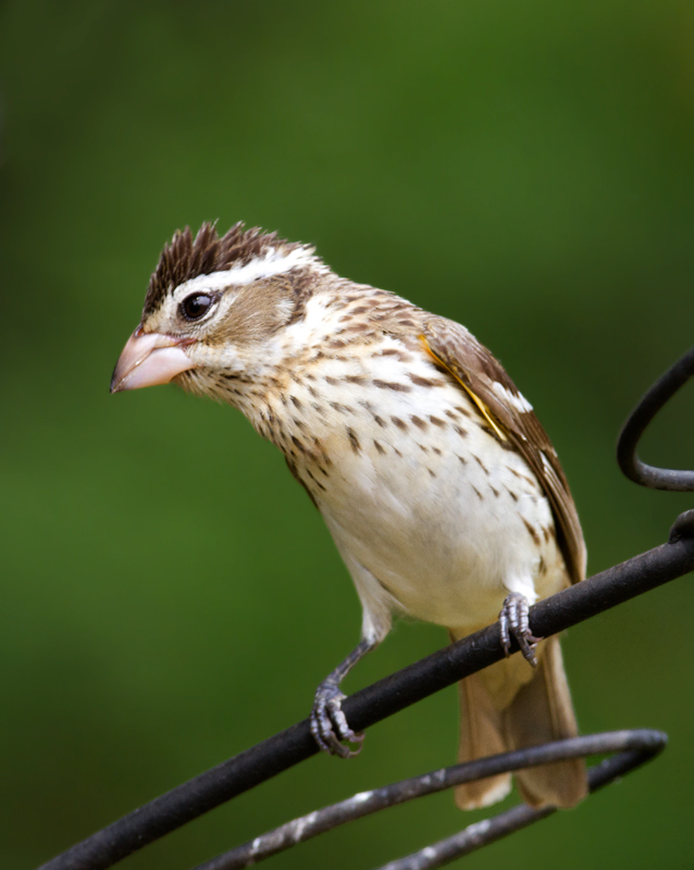 A female Rose-breasted Grosbeak stopping over in our Pasadena, Maryland yard (5/9/2012). Photo by Bill Hubick.