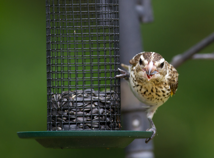 A female Rose-breasted Grosbeak stopping over in our Pasadena, Maryland yard (5/9/2012). Photo by Bill Hubick.