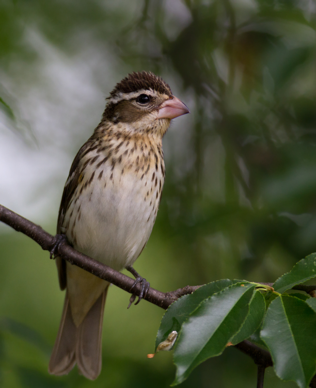 A female Rose-breasted Grosbeak stopping over in our Pasadena, Maryland yard (5/9/2012). Photo by Bill Hubick.