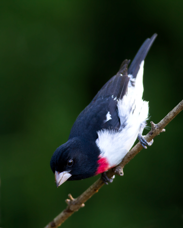 At least two beautiful male Rose-breasted Grosbeaks joined her the next day - Pasadena, Maryland (5/10/2012). Photo by Bill Hubick.