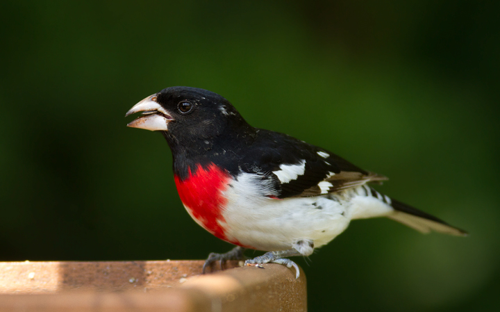 At least two beautiful male Rose-breasted Grosbeaks joined her the next day - Pasadena, Maryland (5/10/2012). Photo by Bill Hubick.