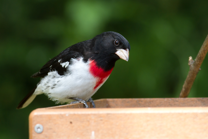 At least two beautiful male Rose-breasted Grosbeaks joined her the next day - Pasadena, Maryland (5/10/2012). Photo by Bill Hubick.