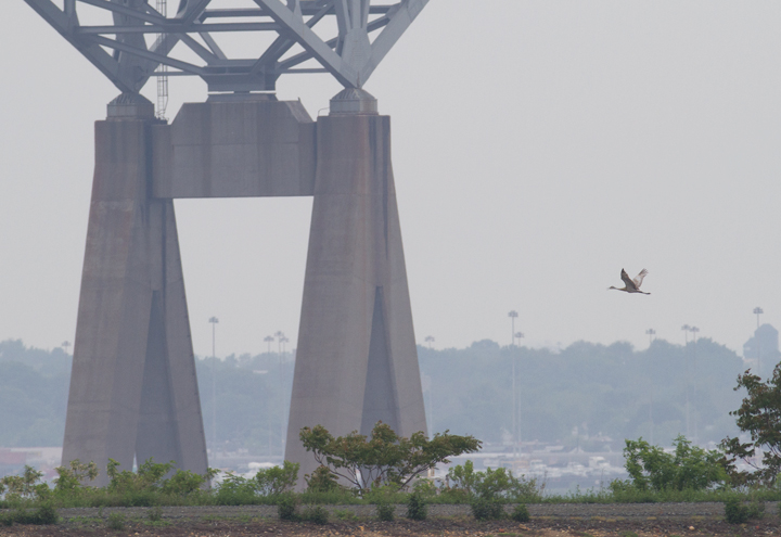 A flyby Sandhill Crane was a major surprise at Swan Creek, Maryland on 5/9/2012. Photo by Bill Hubick.