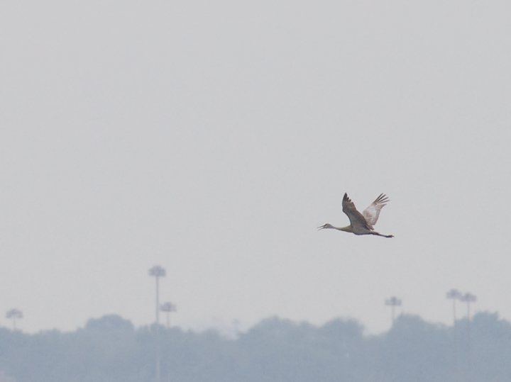 A flyby Sandhill Crane was a major surprise at Swan Creek, Maryland on 5/9/2012. Photo by Bill Hubick.