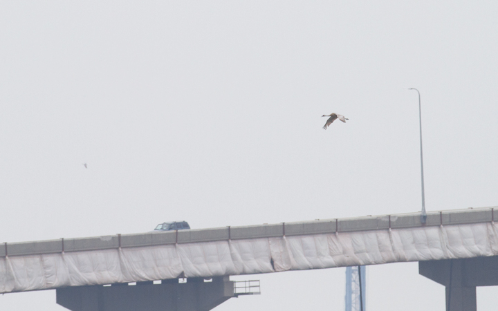 A flyby Sandhill Crane was a major surprise at Swan Creek, Maryland on 5/9/2012. Photo by Bill Hubick.
