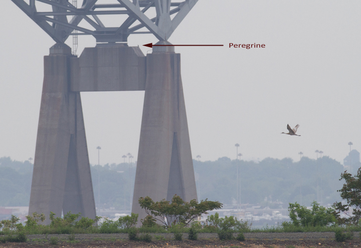 A flyby Sandhill Crane was a major surprise at Swan Creek, Maryland on 5/9/2012. Photo by Bill Hubick.
